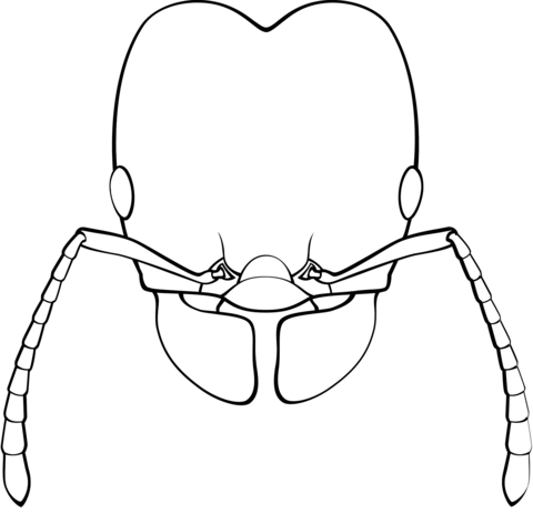 Big Headed Ant Coloring Page